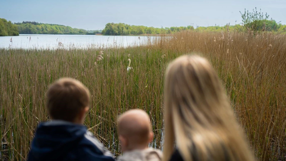 Billede af en voksen og to børn set fra ryggen som kigger ud over en sø med en svane der sidder i sivene