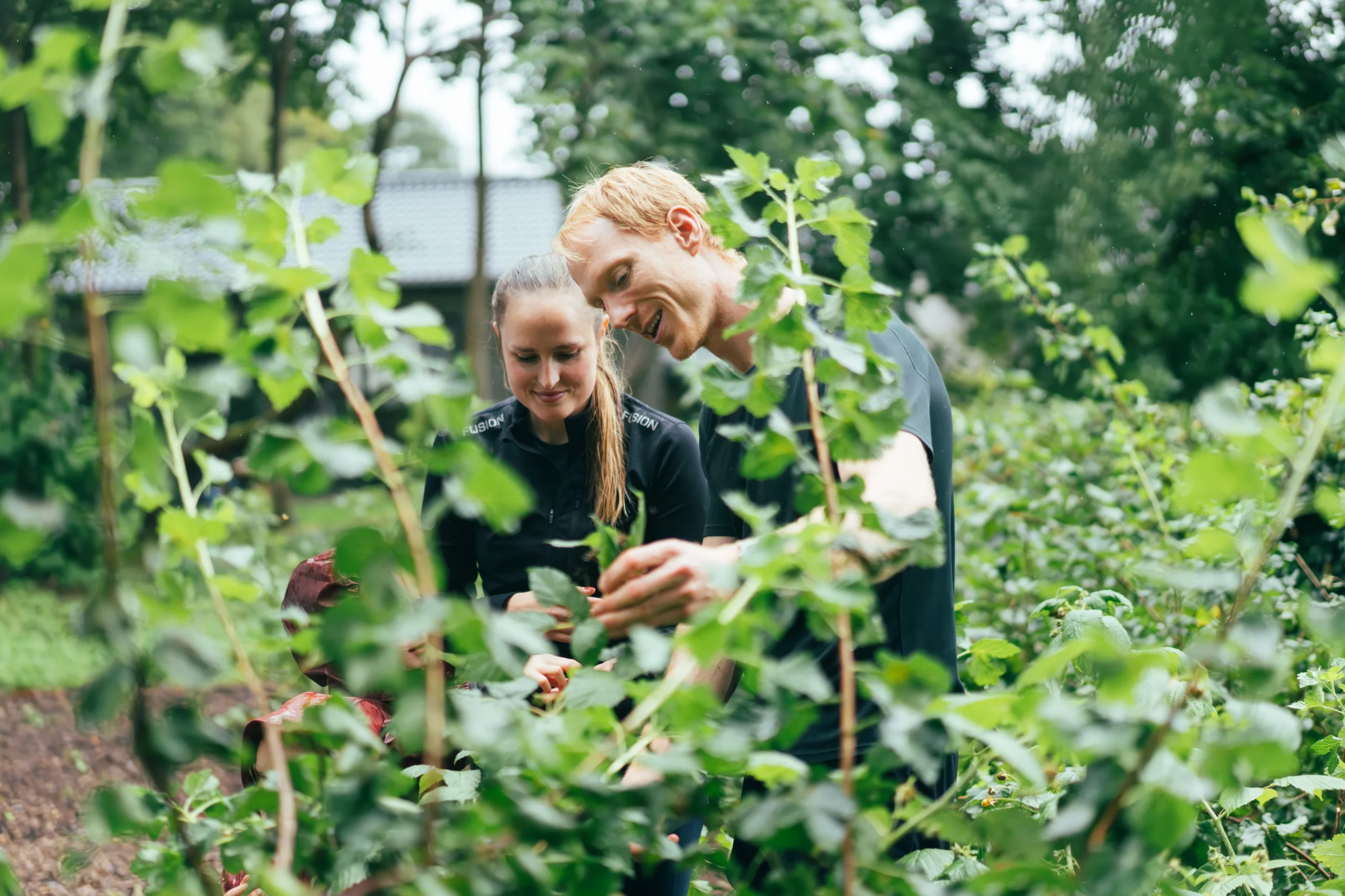familien plukker bær fra hindbærbusken i haven